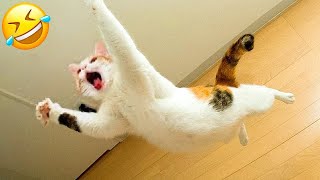 New Funny Animals 🤣 Funniest Cats and Dogs Videos 😻🐶 Part 9 [upl. by Kcor]