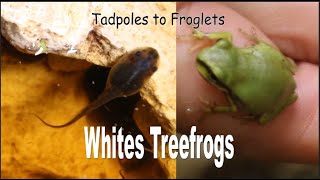 Tadpoles to Froglets Whites Treefrogs [upl. by Donatelli563]