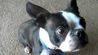 Dudley the Boston Terrier saying quotBrrrquot [upl. by Jordans]