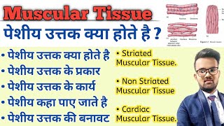 Muscular Tissue in hindi  Skeletal Muscle  Types of Muscular Tissue  Structure of Muscular Tissue [upl. by Nimrac552]