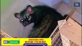 Rare Cat Civet spotted in Hyderabads old city Kishanbagh [upl. by Anelej]