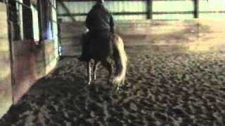 ZIPPO STRAIT TO YOU  2012  Superior Western Pleasure amp Western Riding Stallion [upl. by Saunder]