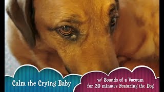 Calm a Crying Baby w 20 minutes of Hoover vacuuming ft the Dog and a Vacuum [upl. by Pazice]