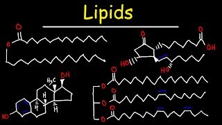 Lipids  Fatty Acids Triglycerides Phospholipids Terpenes Waxes Eicosanoids [upl. by Ntsyrk]