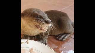 Otter Eating Fish so delicious [upl. by Llemij242]