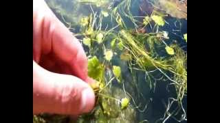 A Closer Look at Floating Pennywort Hydrocotyle ranunculoides Aquatic Water Plant HD [upl. by Gloria]