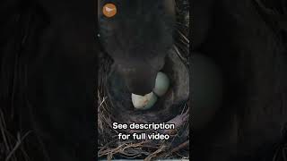 Cowbird SNATCHES Egg from Nest [upl. by Correy431]