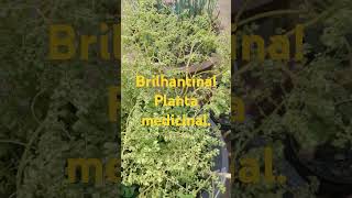 Brilhantina Planta medicinal [upl. by Silva]