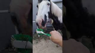 Horses investigate the scrub brush [upl. by Dermott]