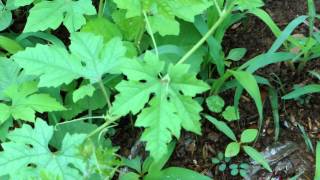 Life Saving Medicinal Plants from Pankaj Oudhias Medicinal Plant Database8439 [upl. by Anegal952]