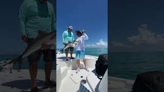 Catching Cobias in Chokoloskee Florida [upl. by Middlesworth503]