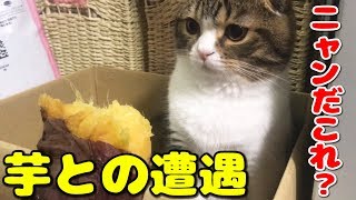 初見の芋にドン引きした後、美味しく食べた子猫【スコティッシュフォールド】【Scottish Fold】 [upl. by Luapleahcim]