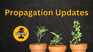 Propagation Updates  Repot With Me [upl. by Tait898]