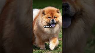 Why ChowChow Dogs Have BlackBlue Tongues [upl. by Ednyl]