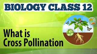 What Is Cross Pollination  Reproduction in Plants  Biology Class 12 [upl. by Suvart]