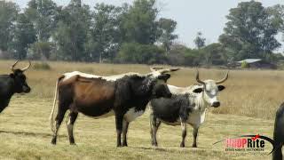 PR1297 215 Ha Cattle Farm for sale Modimolle Nylstroom Limpopo [upl. by Honey]