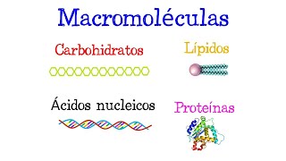 🌐 ¿Qué son las Macromoléculas 🌐 Fácil y Rápido  BIOLOGÍA [upl. by Marte127]