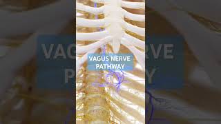 Basic Anatomy  Vagus nerve pathway [upl. by Udall546]