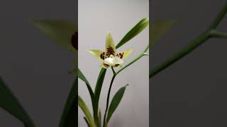 Brassia blooming in time laps brassia [upl. by Eelyr966]