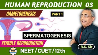 Spermatogenesis  Gametogenesis  Female Reproduction  Human Reproduction  RK Sir [upl. by Akierdna]