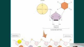 DNA cromatina cromosomi RNA HD [upl. by Eirak76]