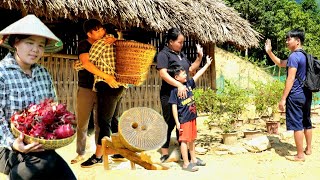 Full VIDEO Harvesting ginger fruit dragon fruit tangerine fruit husband goes to the hospital [upl. by Gefen64]