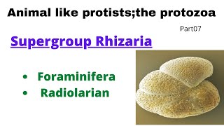 Supergroup Rhizaria Foraminifera Radiolaria Heliozoanspart07 animal like protiststhe protozoa [upl. by Mahala76]