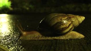 Spiders Millipede and Snails Seychelles [upl. by Kimber]