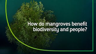 The Vital Role of Mangrove Ecosystems  Our Biodiversity [upl. by Brandie]