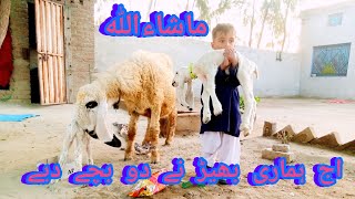 دو بچے دینے والی بھیڑ سے جو دودھ نکالا وہ اپ کے سامنے ہے 03102737140goatfarming sheep [upl. by Elwyn]