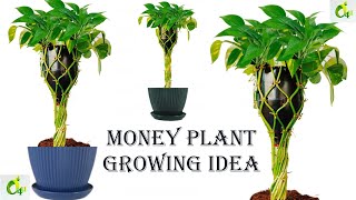 Grow Your Money Plant With These Creative IdeasGrow Your Money Plant In StyleTable TreeGarden4u [upl. by Egidius]