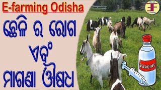 Goat Farming in Odisha part4 ଛେଳି ର ଟୀକାକରଣ [upl. by Eiroc]