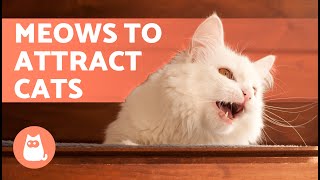 SOUNDS to Make Your CAT COME to CUDDLE YOU 📣🐈 Meows to ATTRACT Your CAT When They HIDE [upl. by Asiar]