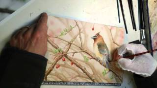 Cedar Waxwing Watercolor Painting Timelapse [upl. by Sheryle497]