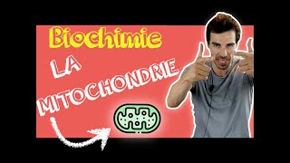 COURS DE BIOCHIMIE Structure mitochondrie [upl. by Cudlip]