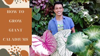 HOW TO GROW GIANT CALADIUMS [upl. by Yasmeen391]