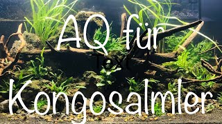 Kongosalmler Aquarium aquaristik [upl. by Sachiko]