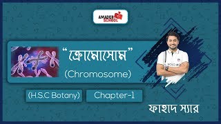 10 Chromosome  ক্রোমোসোম  HSC Botany Chapter 1 [upl. by Hy]