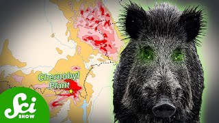 Chernobyls Radioactive Wild Boar Paradox [upl. by Elatsyrc]