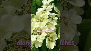 Viburnum Mariesii is the Perfect Elegant Option in Any Garden Style [upl. by Naginarb691]