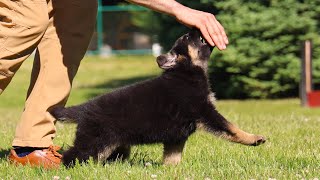 Extremely Guidable amp Quick to Learn  Kraftwerk K9 German Shepherds [upl. by Rob586]