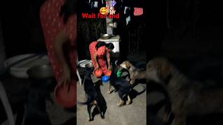 cute dog doglover puppy labrado shortvideo [upl. by Urbanna]