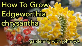 How To Grow Edgeworthia Chrysantha  Fragrant Early Flowering  Paper Bush [upl. by Haskel]