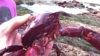 Southern Kelp Crab at La Jolla Shores [upl. by Yorgerg]