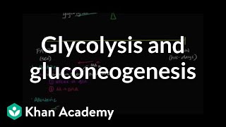 Regulation of glycolysis and gluconeogenesis  Biomolecules  MCAT  Khan Academy [upl. by Damales]