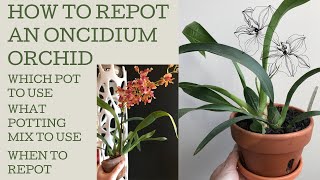 How to repot an Oncidium orchid [upl. by Fernyak]