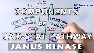 Components of JAKSTAT Pathway  JANUS KINASE amp STAT [upl. by Atiekram]