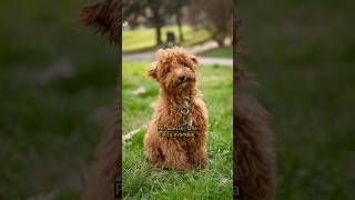 Charlie 🥰❤️ barboncino toy di 4 mesi 🥺 caniditorino dogphotographer [upl. by Donni]