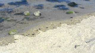 Grandes Marées SaintMalo  Time Lapse marée montante sur le passage du grand bé [upl. by Renrag]