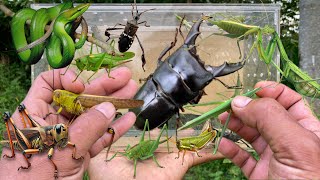 Pinched by a stag beetle‼️catch giant grasshopper big mantis locust green snake [upl. by Samtsirhc156]